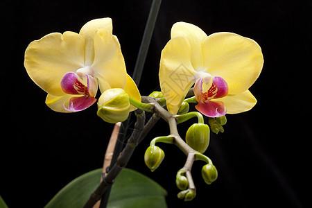 黑色孤立的黄兰花静物植物花束粉色花瓣礼物植物群热带黄色婚礼图片