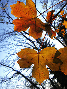 黄秋叶在树枝上对着蓝天季节植物阳光森林红色木头黑色橙子叶子树叶图片
