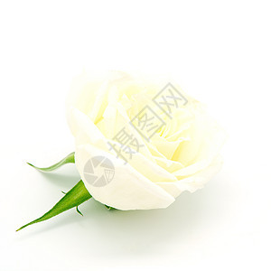 黄玫瑰植物白色花束绿色礼物花瓣玫瑰图片