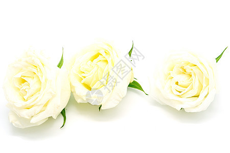 黄玫瑰花瓣绿色玫瑰白色植物礼物花束图片