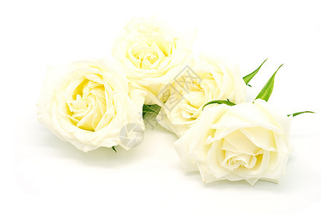 黄玫瑰礼物绿色白色植物花束玫瑰花瓣图片