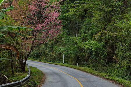 自然道路森林植物丛林地平线阳光国家天空乡村绿色树木图片