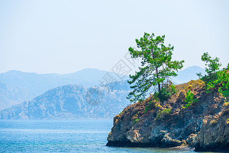 海边岩石上生长的海平面松树图片