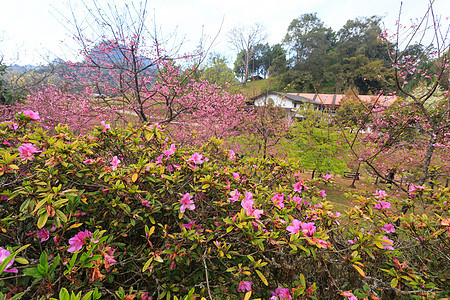 特写密闭性质野花宏观叶子季节场地蓝色玫瑰花瓣生长植物图片