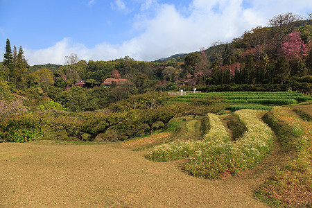 路边性质花园场地森林国家旅行草地天空植物季节蓝色图片