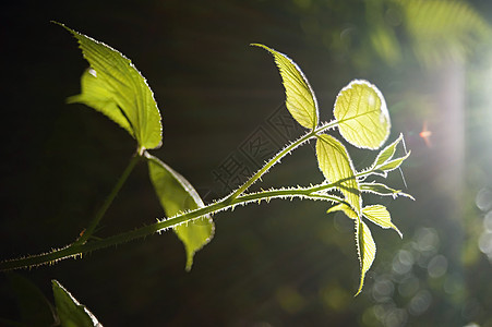 绿色植物植物群植物学森林生长叶子活力太阳花园植物树叶图片