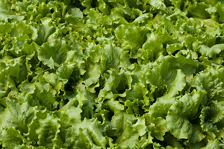 生菜冰山种子绿色植物草药叶子食物农业沙拉油籽植被图片