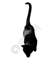 在演播室里 白色背景的黑母黑猫钥匙黑色背景图片