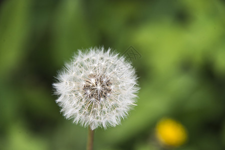 达当量时钟草本植物水果杂草果实医疗种子蒲公英图片