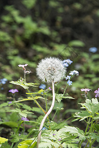 达当量草本植物草地医疗水果果实时钟蒲公英种子荒野杂草图片