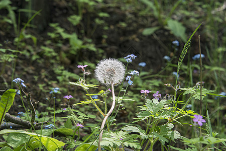 达当量水果杂草种子草本植物草地蒲公英时钟果实荒野医疗图片