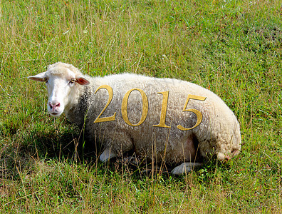 2015年在草地上牧羊图片