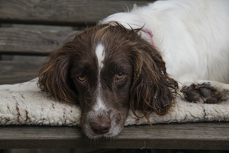 沉睡的弹簧犬犬类猎犬动物英语宠物哺乳动物脊椎动物休息棕色家畜图片