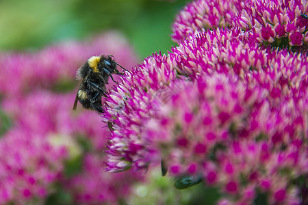 塞杜姆(秋喜)花上的大黄蜂图片