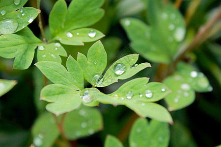 绿树上有透明水滴绿色液体口渴植物订金木头天气反射生活湿度图片