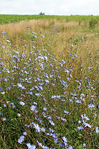 田野中的蓝花草本植物蓝色咖啡蓝草叶子菊科植物群药品花瓣植物图片