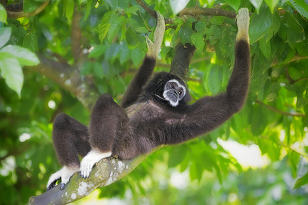 Gibbon 猴子公园白色异国动物野生动物森林情调灵长类绿色荒野图片