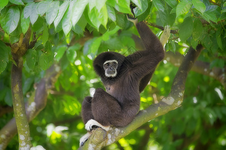 Gibbon 猴子动物白色濒危灵长类荒野丛林国家森林异国情调图片