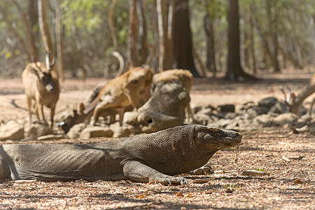 科莫多龙日光巨蜥收费爬虫蜥蜴监视器情调荒野捕食者动物图片