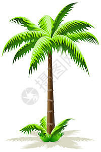 棕榈树核桃属叶子椰树绿色插图背景图片