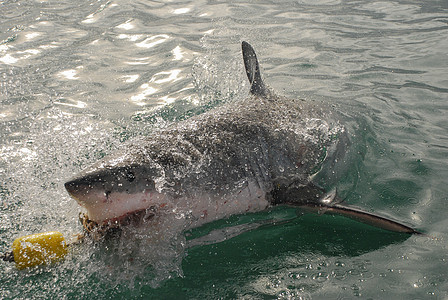 大白鲨盐水跳跃旅游猎人鲨鱼游泳食肉荒野野生动物动物图片