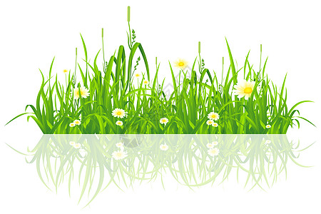 绿草叶子洋甘菊植物场地生长艺术插图草地白色背景图片