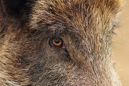 特写野猪库存危险眼睛动物头发毛皮生物耳朵男性家畜图片