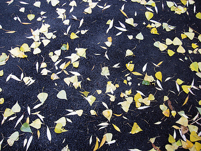 坠落的叶子躺在人行道上街道土地季节沥青黄色红色图片
