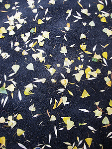 坠落的叶子躺在人行道上季节黄色红色沥青土地街道图片