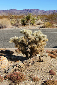 仙地沙漠盆地国家植物地平线单子平原花斑岩石公园图片