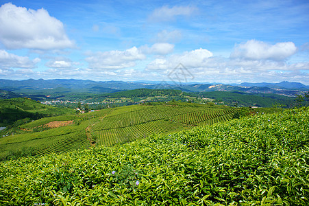 令人印象深刻的风景 达拉特 越南 茶叶种植园全景村庄爬坡自然国家绿化农田晴天园林茶园图片