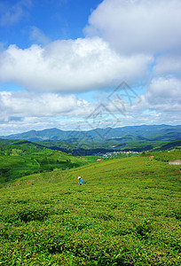 令人印象深刻的风景 达拉特 越南 茶叶种植园农场全景自然旅行农村国家绿化园林场景茶园图片