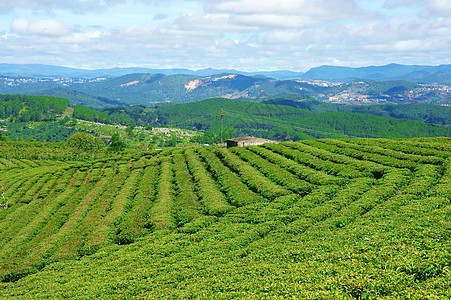 令人印象深刻的风景 达拉特 越南 茶叶种植园国家绿化自然茶园植物晴天旅行天空场景村庄图片