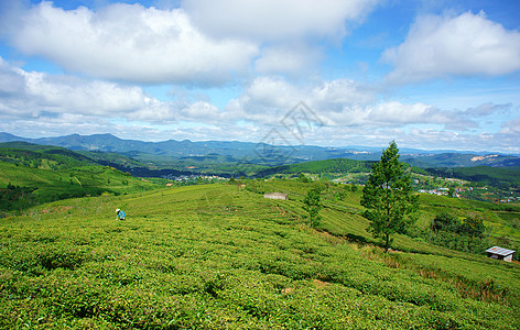 令人印象深刻的风景 达拉特 越南 茶叶种植园国家绿化村庄农村农田旅行农场爬坡天空晴天图片