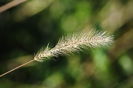 秋顺摩德绿色花园植物草地图片