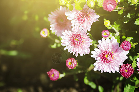 菊花植物群季节花束花园植物园艺图片