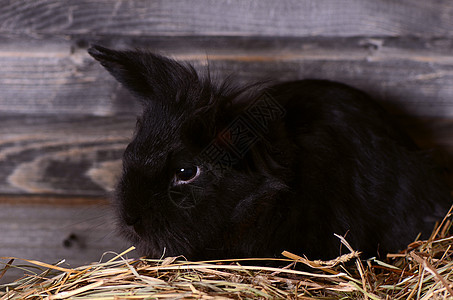 黑小黑兔子羊毛矮人工作室眼睛摄影耳朵毛皮动物群婴儿宠物背景图片