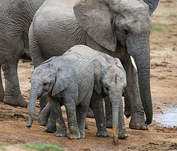 水洞中的非洲青年大象图片