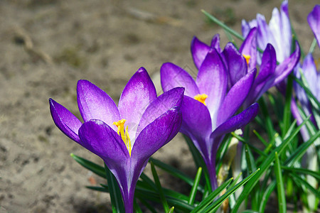 Colchicum秋花花图片