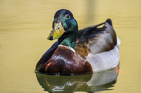 漂浮在水面上的雄性野鸭鸭棕色游泳动物群荒野绿色男性湿地池塘动物羽毛图片