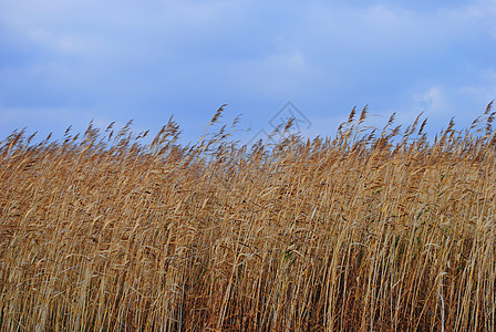 里德 Reeds场地植物学植被植物蓝天图片