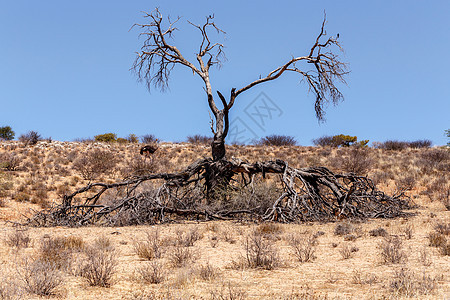 干旱地貌的孤独枯树野生动物跨境场地动物食草大草原蓝色风景灌木丛衬套图片