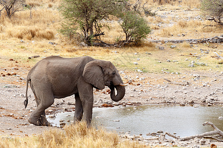 非洲大象在泥坑中喝水婴儿荒野小牛团体母亲獠牙水坑动物树干象牙图片