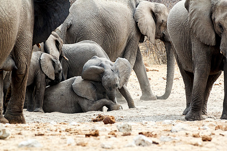 一群非洲大象 小象在玩图片