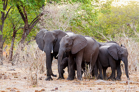一群非洲大象在泥水坑里喝水小牛食草婴儿荒野野生动物游戏耳朵獠牙水坑象牙图片