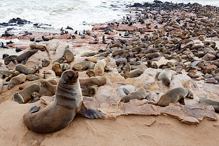 巨大的棕皮海豹聚居地     纳米比亚的海狮捕食者毛皮野生动物动物食肉海洋海滩小狗石头半岛图片