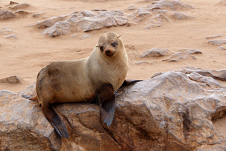 小海狮  纳米比亚Cape Cross的棕色海豹公园团体食肉海洋海滩岩石殖民地野生动物皮肤哺乳动物图片