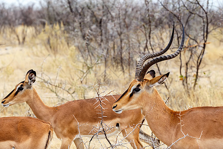 斯普林博克安蒂多尔卡斯内存食草喇叭哺乳动物国家动物群摄影羚羊动物公园图片