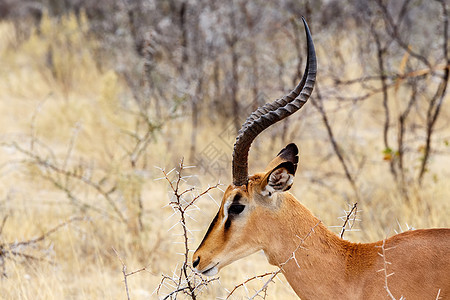 斯普林博克的肖像国家动物哺乳动物羚羊食草荒野沙漠摄影公园喇叭图片