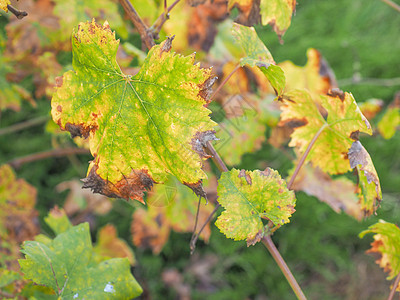 Vitis 植物叶叶植被植物群树叶绿色叶子图片